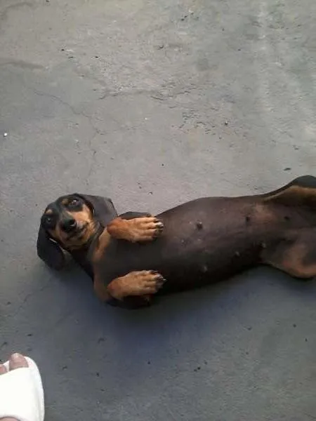 Cachorro ra a Dachshund idade 3 anos nome Gabriela