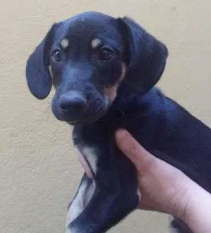 Cachorro ra a Vira-lata idade Abaixo de 2 meses nome Sem nome