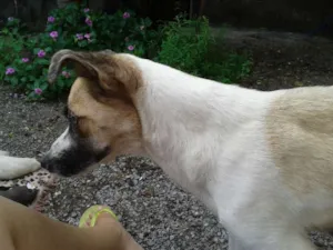 Cachorro raça Sem Raça Definida idade 2 anos nome Sophie