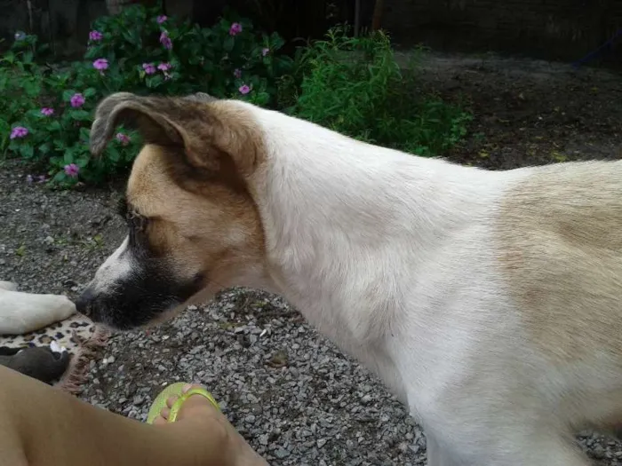Cachorro ra a Sem Raça Definida idade 2 anos nome Sophie