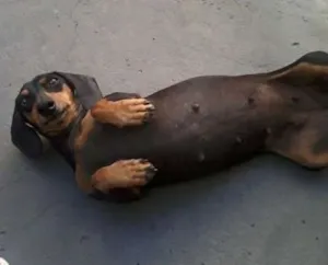 Cachorro raça Dachshund idade 3 anos nome Gabriela