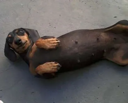 Cachorro ra a Dachshund idade 3 anos nome Gabriela
