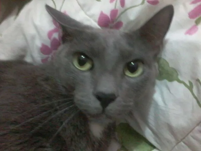 Gato ra a  idade 3 anos nome Silver