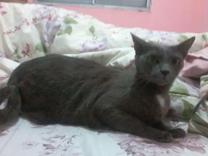 Gato ra a  idade 3 anos nome Silver
