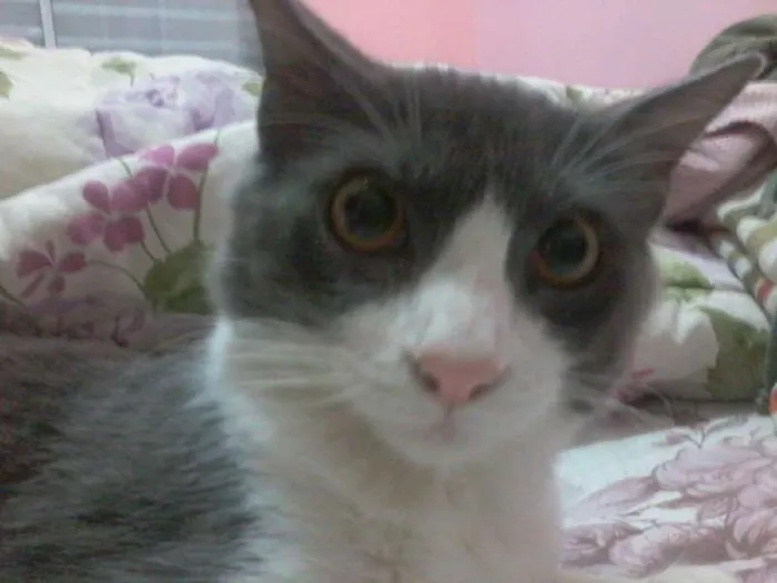Gato ra a  idade 7 a 11 meses nome Nino