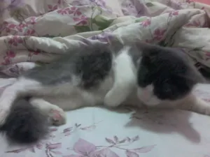 Gato raça  idade 7 a 11 meses nome Nino