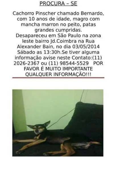 Cachorro ra a Pinscher idade 6 ou mais anos nome Bernardo