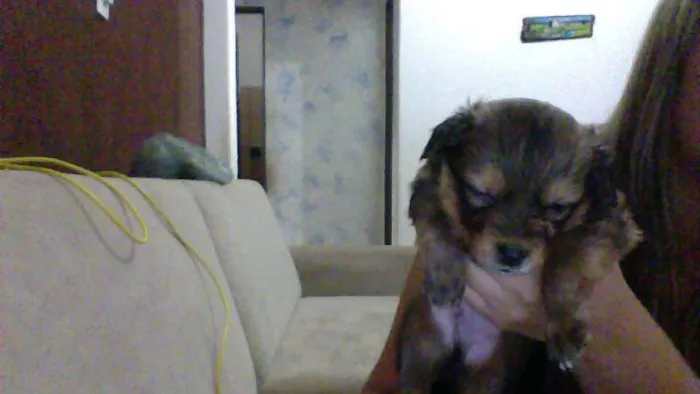 Cachorro ra a vira lata idade Abaixo de 2 meses nome ted