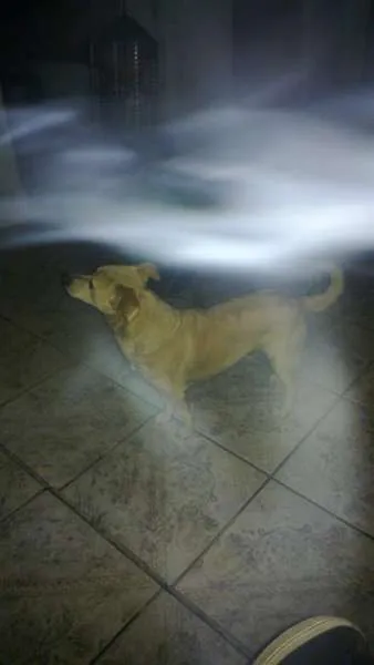 Cachorro ra a viralata idade 6 ou mais anos nome doom