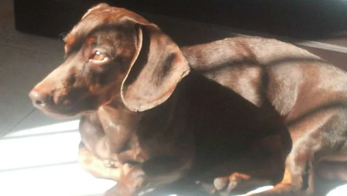 Cachorro raça Basset-Cofap idade 3 anos nome Fluk