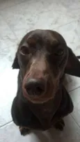 Fluk