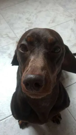 Cachorro raça Basset-Cofap idade 3 anos nome Fluk
