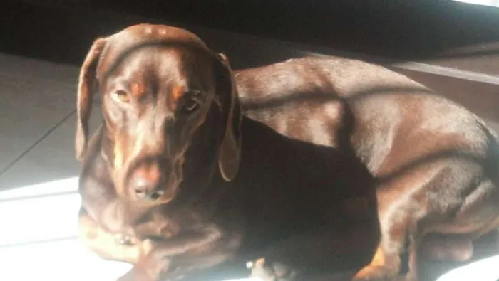 Cachorro raça Basset-Cofap idade 3 anos nome Fluk
