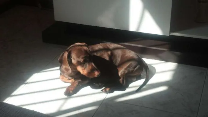 Cachorro raça Basset-Cofap idade 3 anos nome Fluk