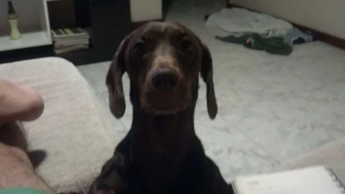 Cachorro raça Basset-Cofap idade 3 anos nome Fluk