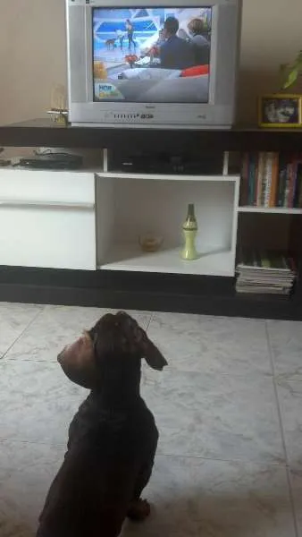 Cachorro raça Basset-Cofap idade 3 anos nome Fluk