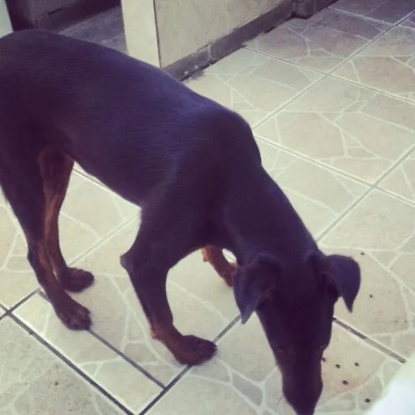 Cachorro raça srd idade 1 ano nome toddy