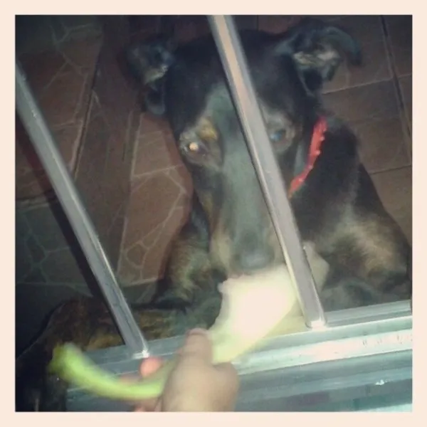 Cachorro raça srd idade 1 ano nome toddy
