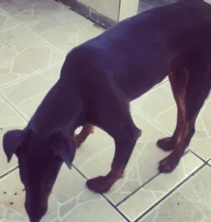 Cachorro raça srd idade 1 ano nome toddy