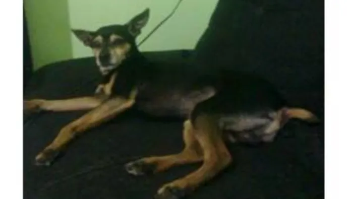 Cachorro ra a Pinscher idade 6 ou mais anos nome Bernardo