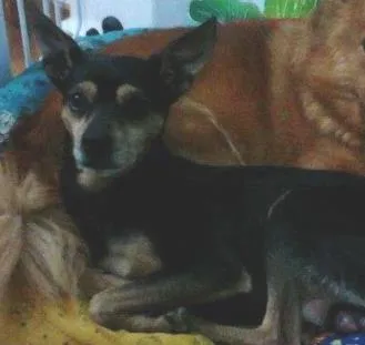 Cachorro ra a Pinscher idade 6 ou mais anos nome Bernardo