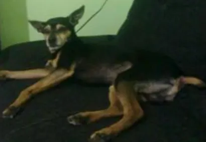 Cachorro raça Pinscher idade 6 ou mais anos nome Bernardo