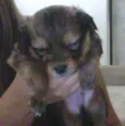 ted