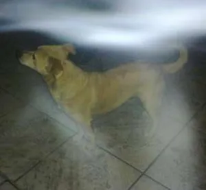 Cachorro raça viralata idade 6 ou mais anos nome doom