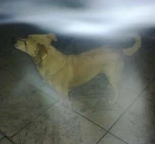 Cachorro ra a viralata idade 6 ou mais anos nome doom