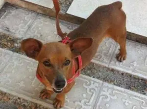 Cachorro raça Basset com Vira latinha idade 2 anos nome Fubá