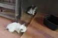 felinos