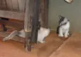 felinos
