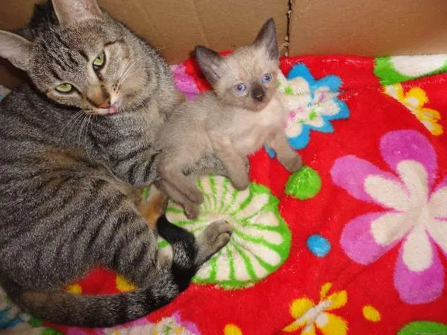 Gato ra a vira lata idade Abaixo de 2 meses nome felinos