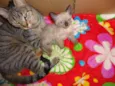 felinos