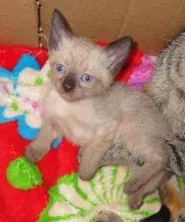 Gato ra a vira lata idade Abaixo de 2 meses nome felinos