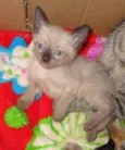 felinos