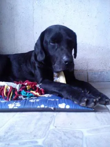 Cachorro ra a LABRADOR idade 2 a 6 meses nome NEGÃO