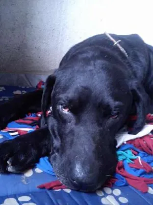 Cachorro raça LABRADOR idade 2 a 6 meses nome NEGÃO