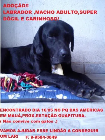 Cachorro ra a LABRADOR idade 2 a 6 meses nome NEGÃO