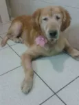 Cachorro raça Golden Retriver idade 6 ou mais anos nome Lisa