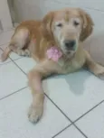 Cachorro raça Golden Retriver idade 6 ou mais anos nome Lisa