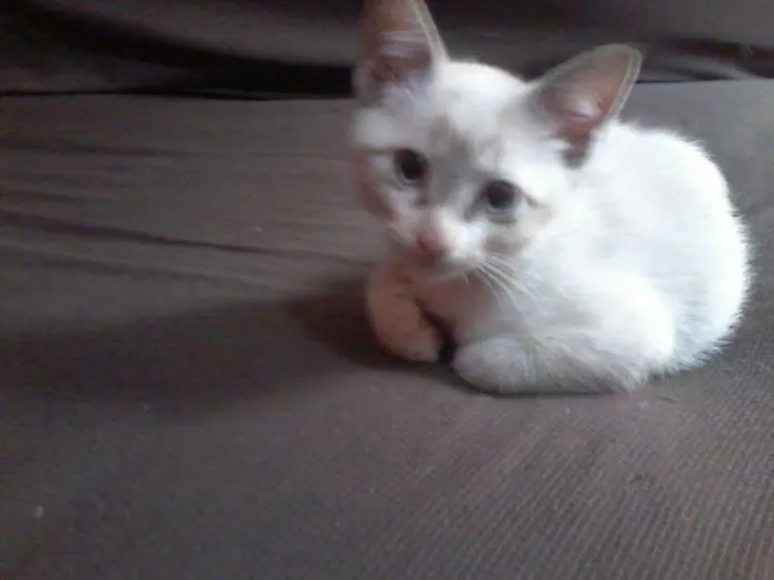 Gato ra a Siamês idade 2 a 6 meses nome frajola