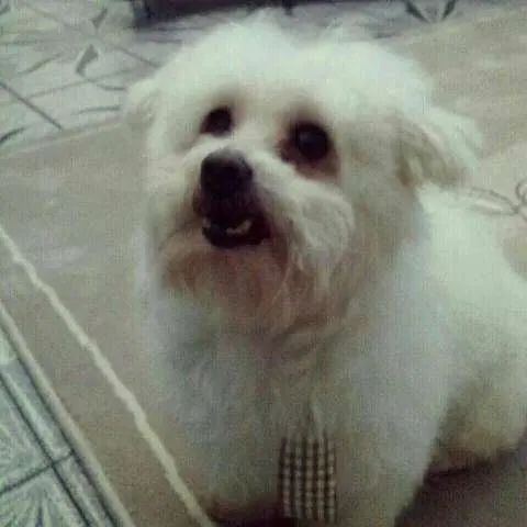 Cachorro ra a Maltês idade 6 ou mais anos nome Pitty