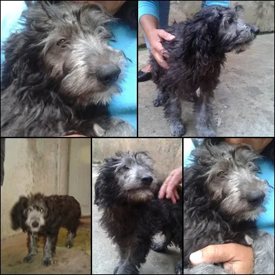 Cachorro ra a SRD idade 2 a 6 meses nome Filhote ADOÇÃO URGENTE
