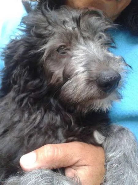 Cachorro ra a SRD idade 2 a 6 meses nome Filhote ADOÇÃO URGENTE