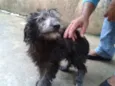 Filhote ADOÇÃO URGENTE