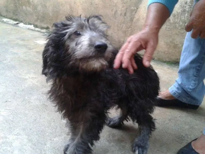Cachorro ra a SRD idade 2 a 6 meses nome Filhote ADOÇÃO URGENTE