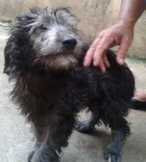 Cachorro raça SRD idade 2 a 6 meses nome Filhote ADOÇÃO URGENTE