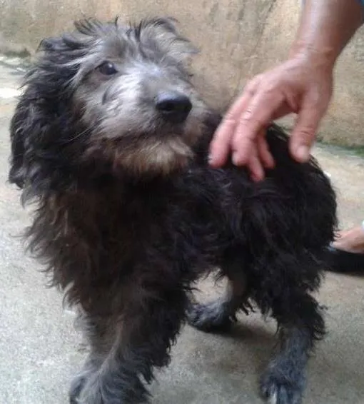 Cachorro ra a SRD idade 2 a 6 meses nome Filhote ADOÇÃO URGENTE
