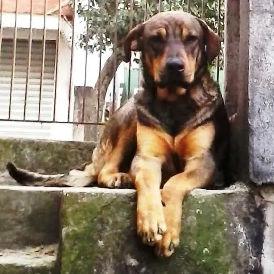 Cachorro ra a SRD idade 2 anos nome Sansão